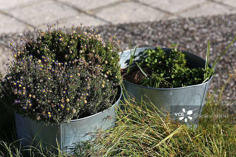 从个人角度看城市园艺图片素材