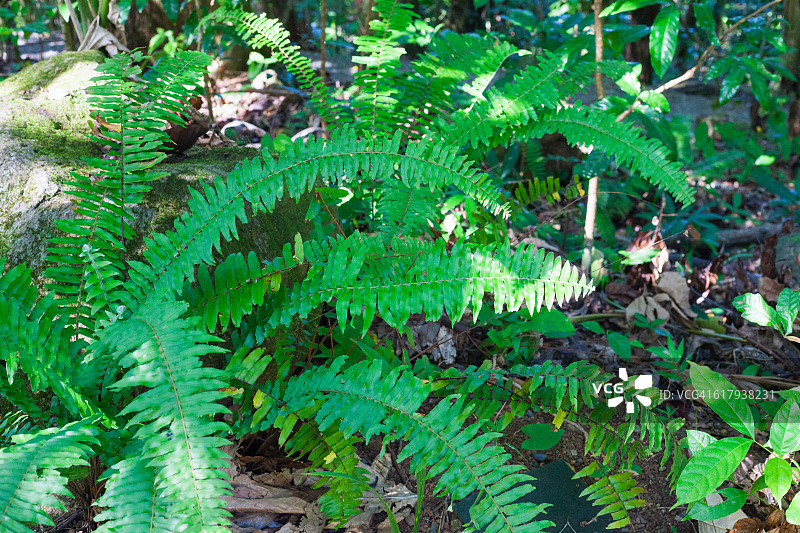 色彩故事-绿色图片素材