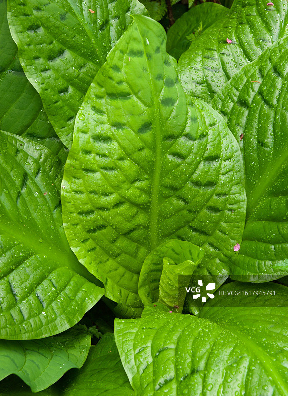 色彩故事-绿色图片素材