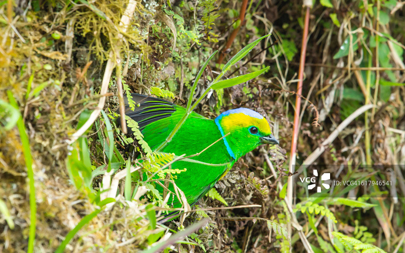 色彩故事-绿色图片素材