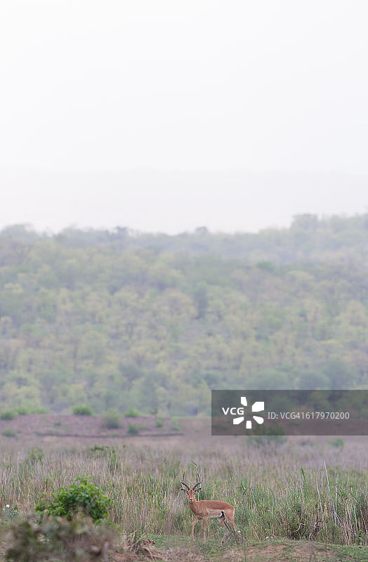 黑斑羚图片素材