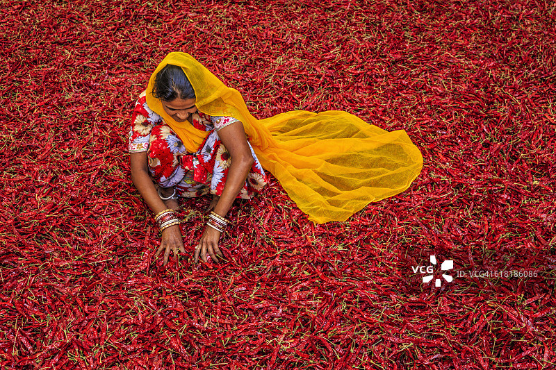 印度焦特布尔，分拣红色辣椒的年轻印度妇女图片素材