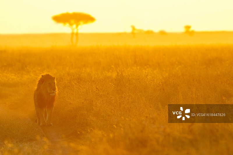 塞伦盖蒂草原上的狮子与晨光图片素材