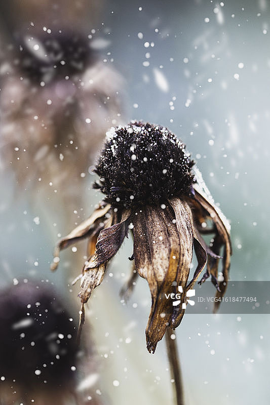 冬季花图片素材