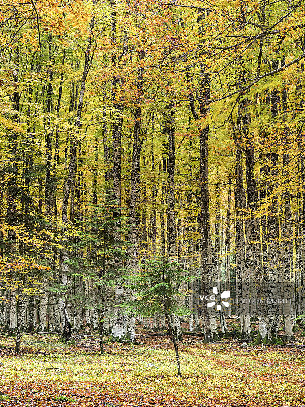 秋季的彩色山毛榉树林图片素材