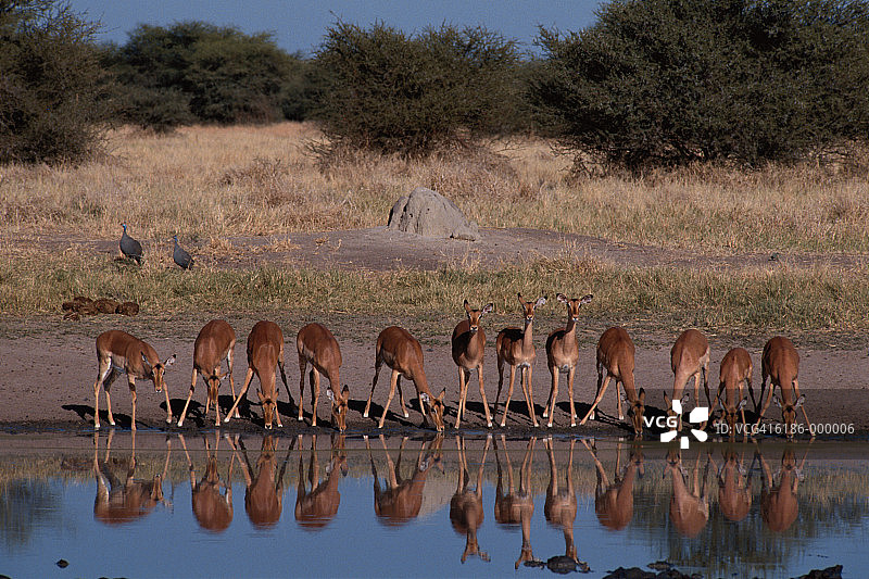 湖边的黑斑羚图片素材