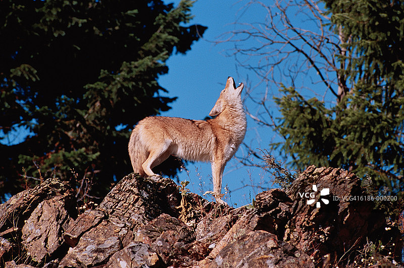 狼嚎叫图片素材