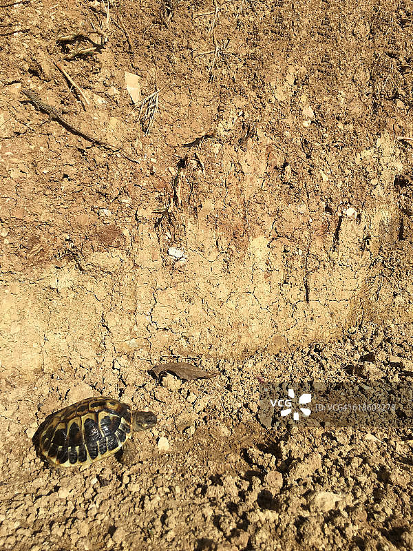 小乌龟图片素材