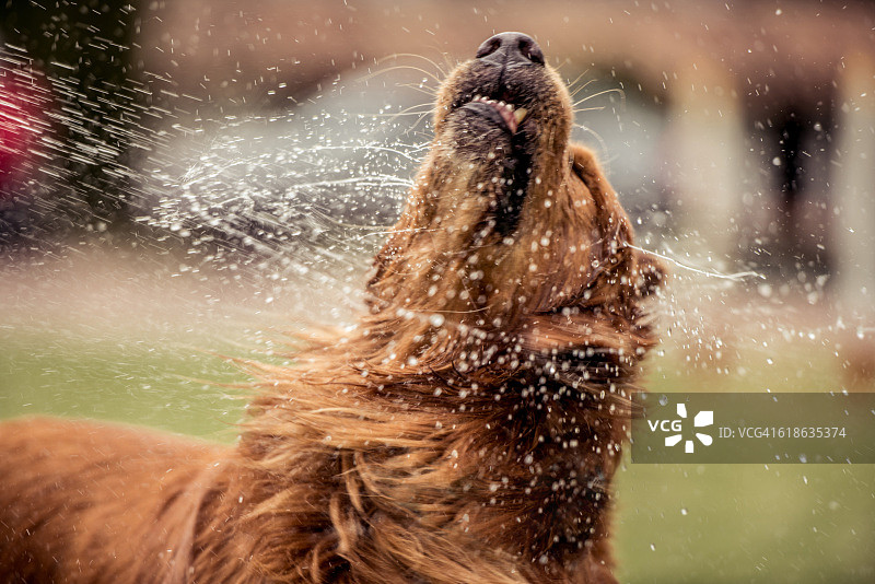在水中嬉戏的金毛寻回犬图片素材