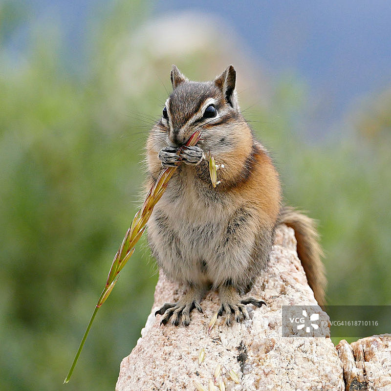 科罗拉多州落基山脉的花栗鼠图片素材