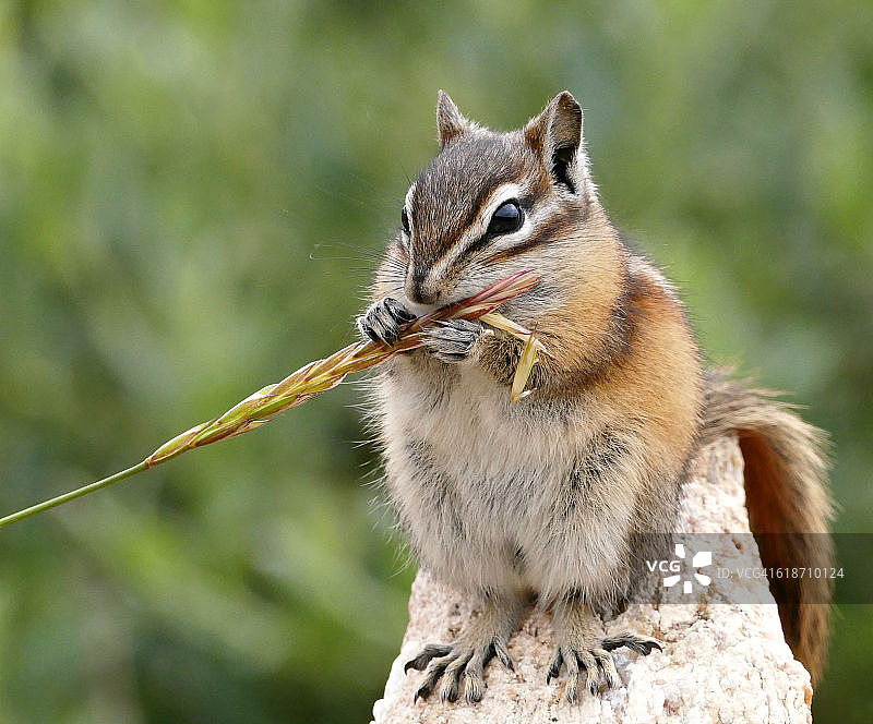 小花鼠 - 落基山脉图片素材
