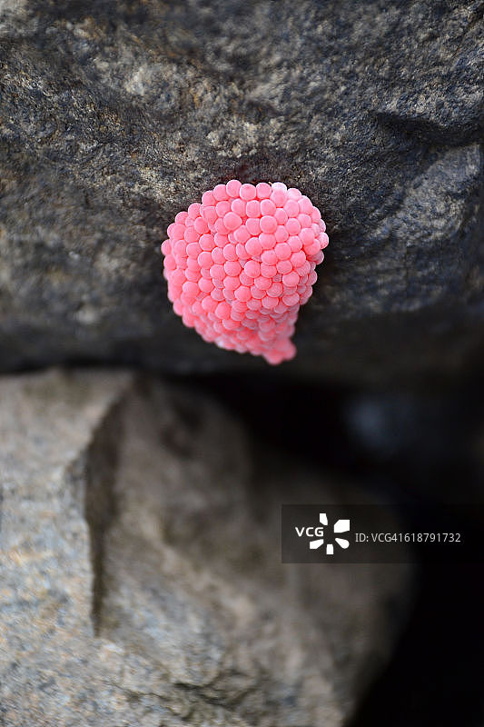 石头上的金苹果蜗牛卵图片素材