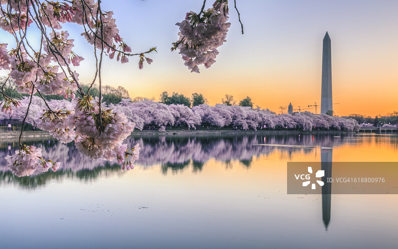 潮汐盆地的樱花日出图片素材