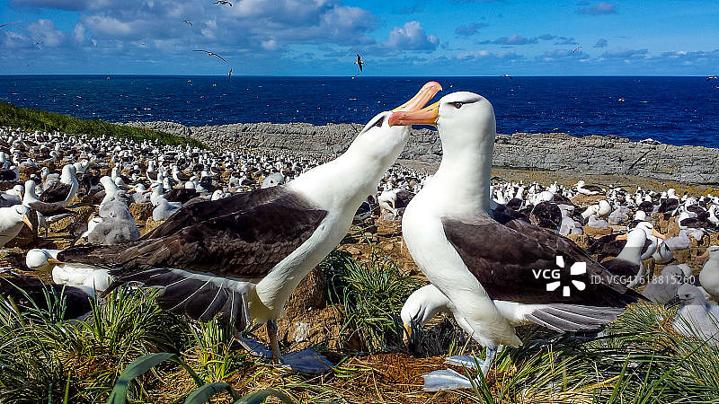 信天翁约会图片素材