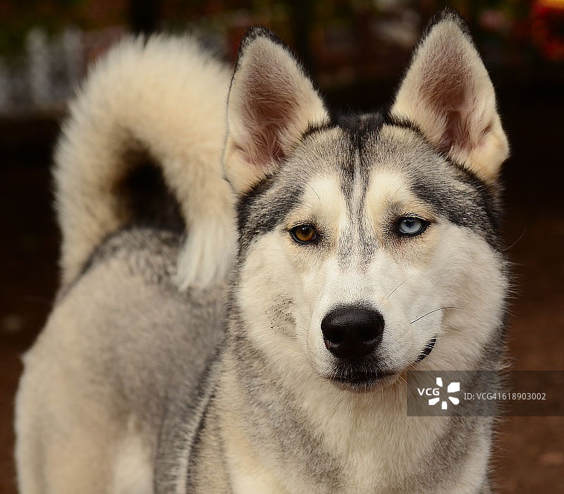 不同颜色的哈士奇眼睛图片素材