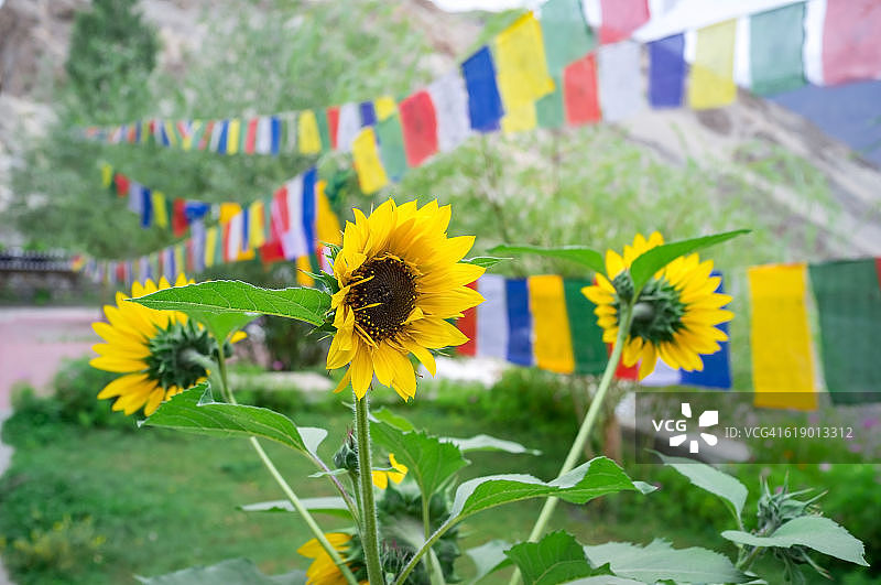 提克赛寺内的花朵图片素材
