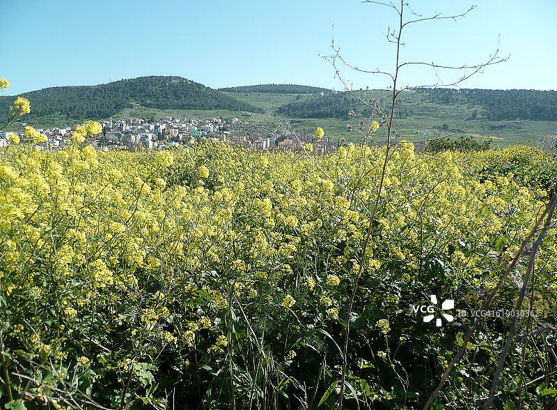 春天内因村，下加利利图片素材