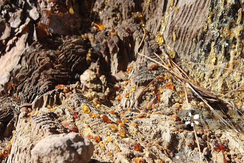 拉帕尔马岛，加那利群岛-树上的松香特写图片素材