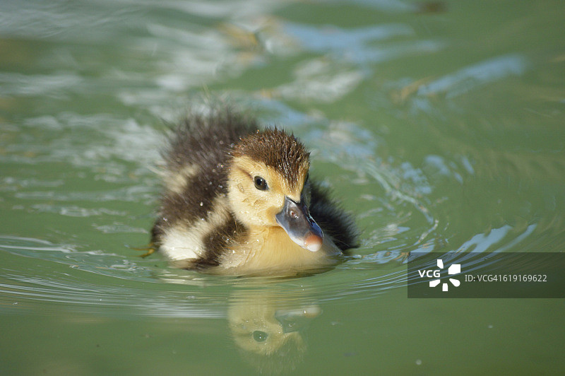 小鸭子水面倒影图片素材