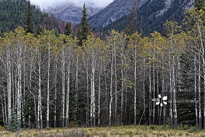 博瓦利公园路上的白杨树林图片素材