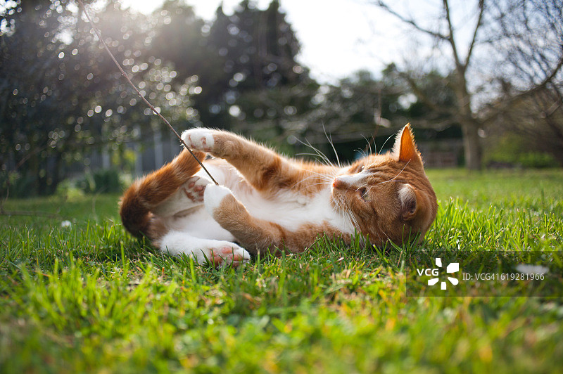 在草地上玩耍的姜黄色猫图片素材