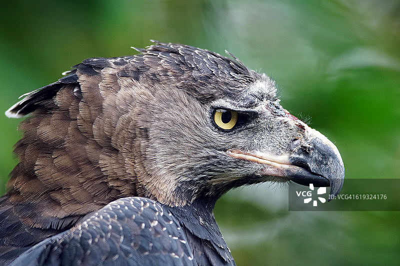 菲律宾鹰图片素材