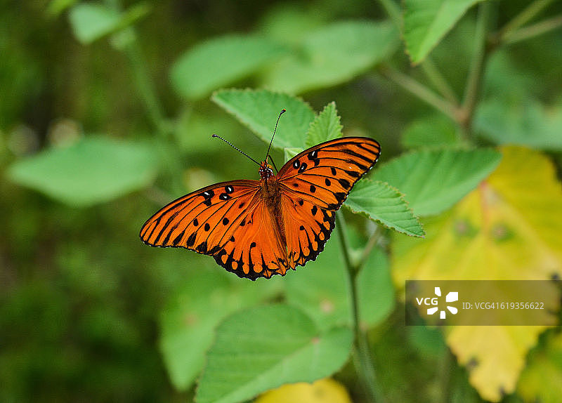 海湾贝母蝴蝶图片素材