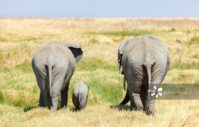 非洲塞伦盖蒂草原上行走的大象家庭和小象图片素材