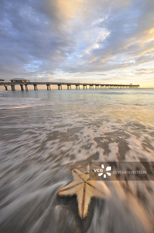 佛罗里达州达尼亚滩的海星图片素材