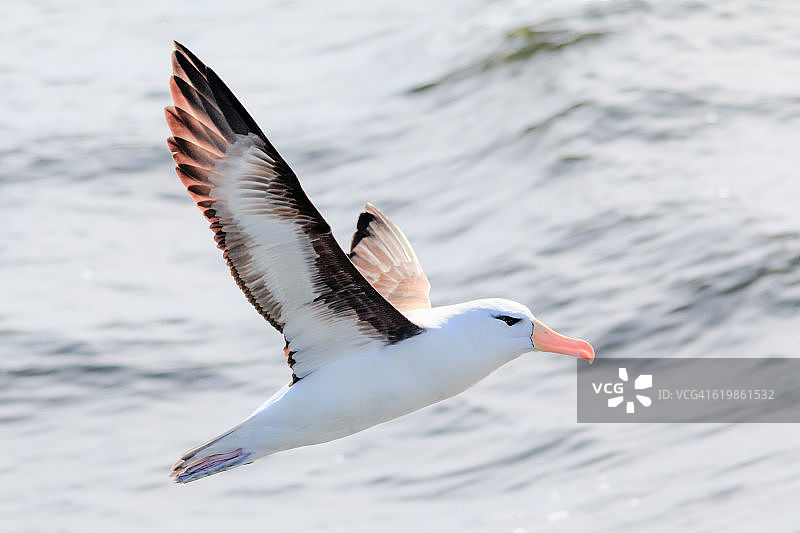 黑眉信天翁在乌拉圭埃斯特角城狼岛附近展开翅膀飞翔图片素材