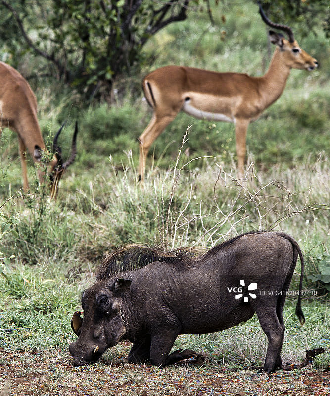 非洲，南部非洲，南非，克鲁格国家公园，疣猪跪着。红嘴牛椋鸟在头上吃蜱虫。背景中带有琴形角的雄性黑斑羚（2000年）图片素材