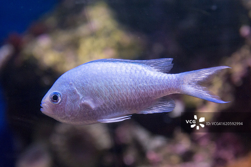 蓝雀鲷图片素材