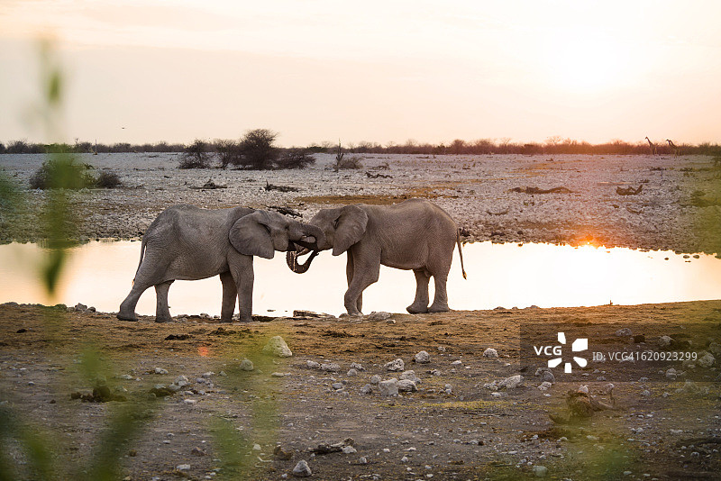 纳米比亚埃托沙国家公园日落时分水坑边的大象图片素材