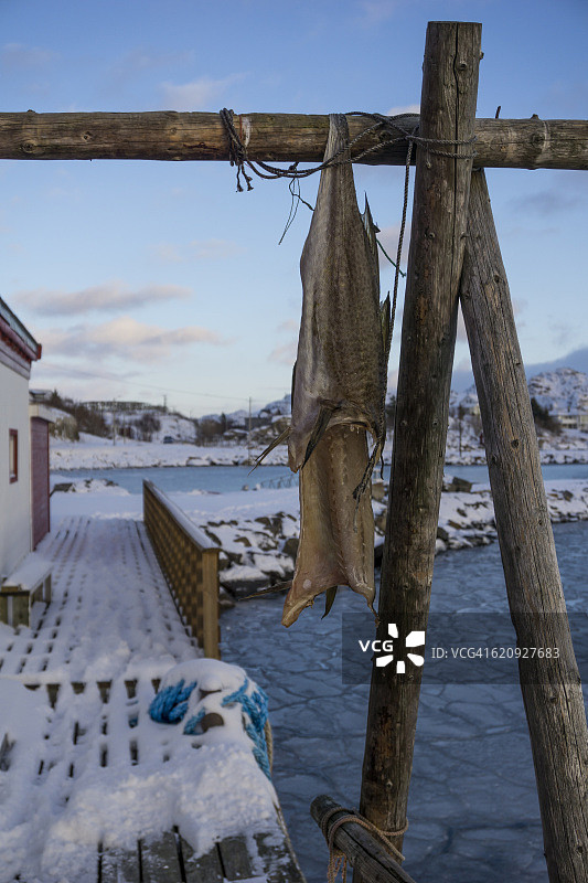 挪威罗弗敦群岛Ballstad的Stockfish图片素材