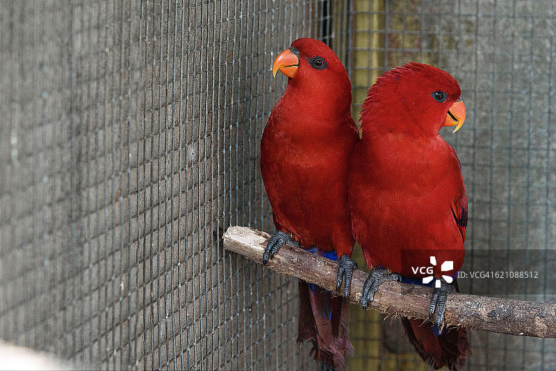 笼子里的一对红伶吸蜜鹦鹉特写图片素材