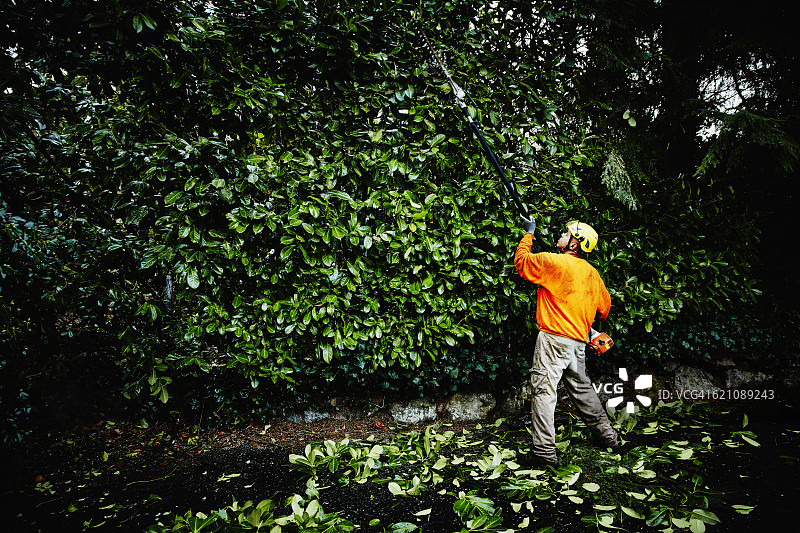园艺师使用伸缩杆锯修剪树篱图片素材