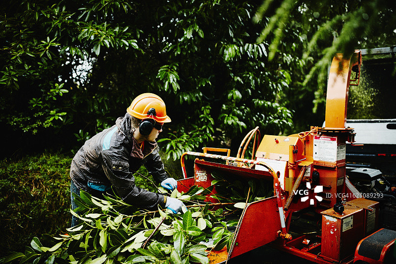 园艺师引导树枝进入碎枝机图片素材