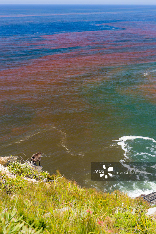 有害藻华与赤潮图片素材