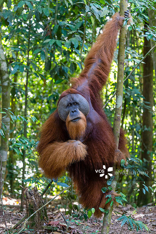 雄性猩猩图片素材