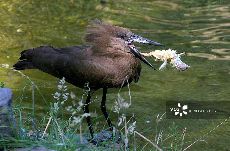 锤头鹳的晚餐图片素材