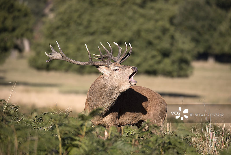 里士满公园里正在鸣叫的红鹿图片素材