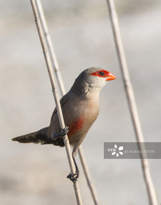 非洲 Common梅花雀图片素材
