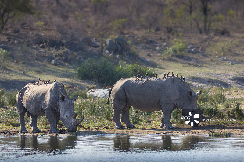 两只白色犀牛与牛椋鸟图片素材