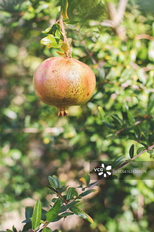 悬挂在植物上的石榴图片素材