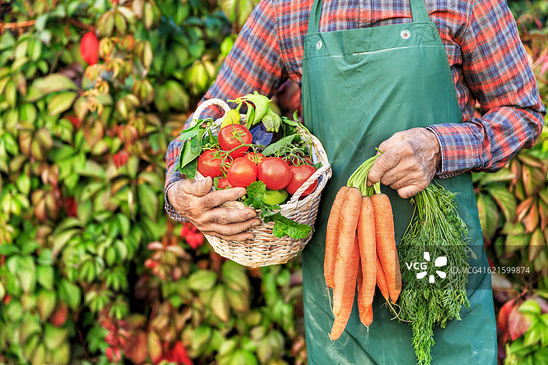 中年农场工人在篮子里搬运蔬菜图片素材