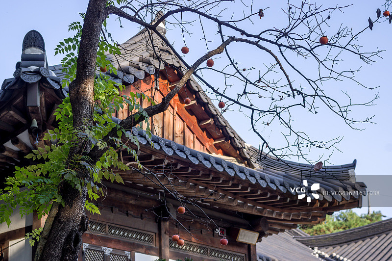 柿子树和寺庙图片素材