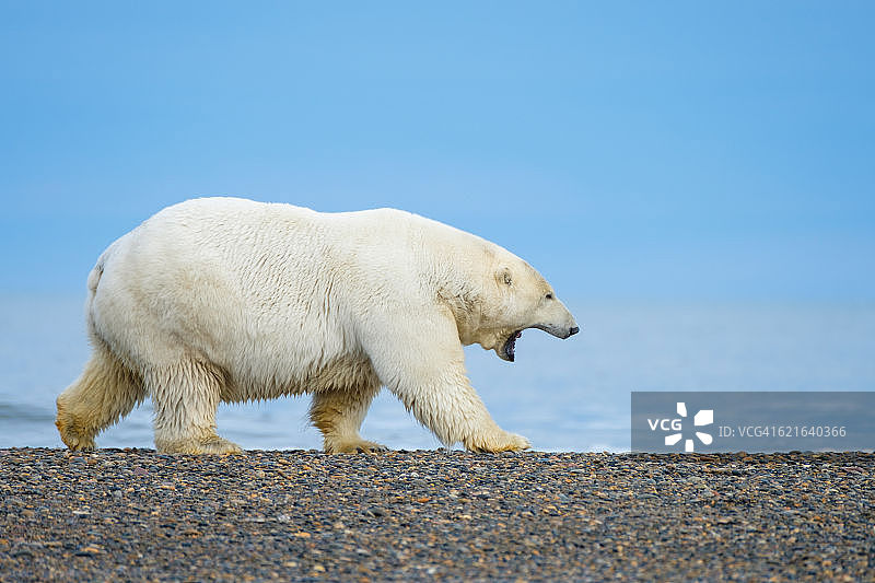 在阿拉斯加海滩上行走的北极熊图片素材