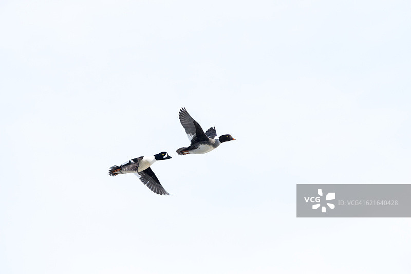 一对巴罗金眼鸭在飞翔图片素材