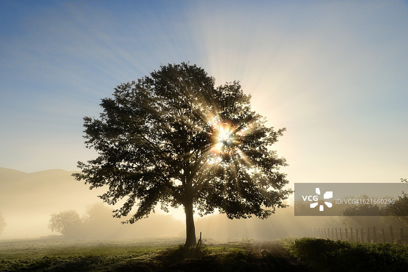 阳光穿透树木图片素材