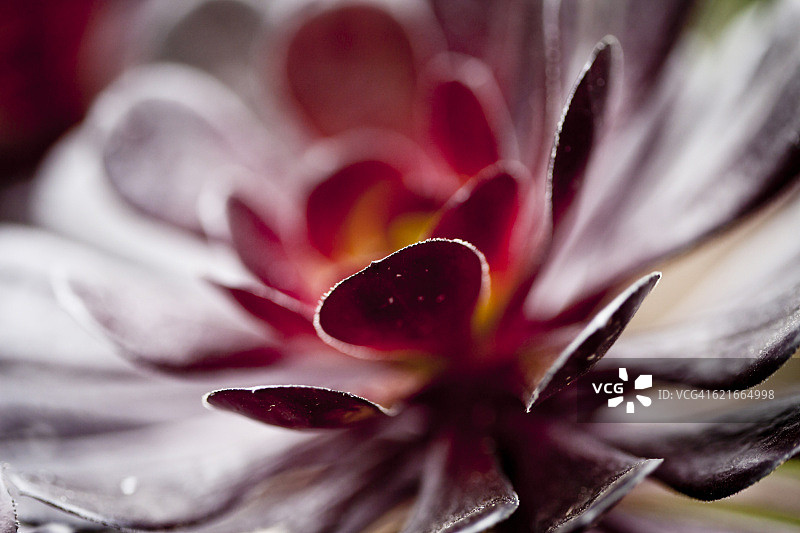 韶羞（观音莲座）特写图片素材